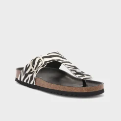 anais